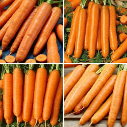 Carrot - selection of four varieties