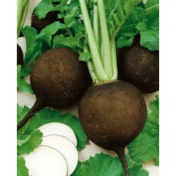 Zimska redkvica "Kulata Cerna" "Black Ball" - 400 semen - Raphanus sativus - semena