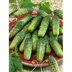 Cucumber - Altaj F1 - Pale Green, Bitter-Free, Early Harvest - Fresh Seeds