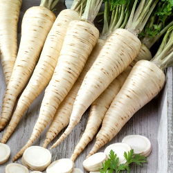 Sakņu pētersīļi - Olomoucká - 500 g - Garas, aromātiskas saknes zupām un sautējumiem - Svaigas sēklas