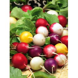 Radish mešano seme - Raphanus sativus - 850 semen - Raphanus sativus L. - semena