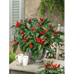 พริกไทยร้อน "Yvona" - แนะนำสำหรับการเพาะปลูกที่ระเบียง - Capsicum L. - เมล็ด