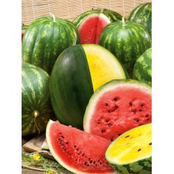 Pepene verde - amestec de soiuri - Fructe masive, cu creștere rapidă, până la 30 kg - Semințe proaspete