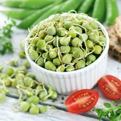 Semi per Germogli - Pisello - 500 g - Germogli nutrienti e facili da coltivare - Semi Freschi