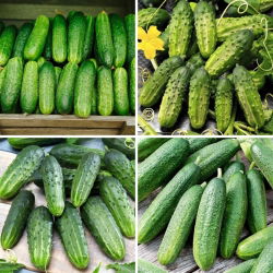 Pepino - semillas de cuatro variedades - 