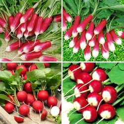 Radish - seeds of four varieties