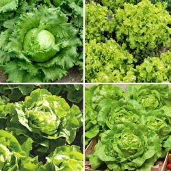 Lettuce - seeds of four varieties