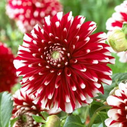 Dahlia - Little Tiger - Large Pack! - 10 pcs