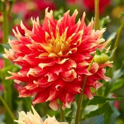 Dahlia - Bodacious - XL pack - 50 pcs