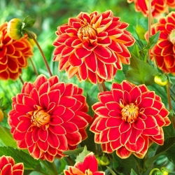 Dahlia - Maxime - pacote XL - 50 unid.