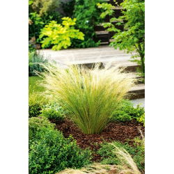 Mexické Feather Grass Pony Tails semená - Stipa tenuissima - 100 semien