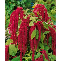 Laskavec ocasatý - červený - Amaranthus caudatus - Vysoká a impozantní, dorůstá až 1 metr - Čerstvá semena