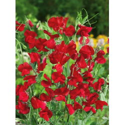 Guisante de Olor - rojo - Lathyrus odoratus - Trepa hasta 120 cm, ideal para celosías y vallas - Semillas frescas