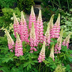 Lupin Hạt Chatelaine - Lupinus polyphyllus - 90 hạt