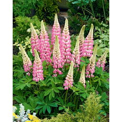 Lupin Hạt Chatelaine - Lupinus polyphyllus - 90 hạt