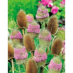 Fuller's Teasel frø - Dipsacus sativus - 325 frø