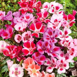 Sementes de cetim Godetia mix - Godetia grandiflora - 1500 sementes