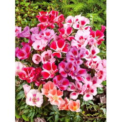 Sementes de cetim Godetia mix - Godetia grandiflora - 1500 sementes