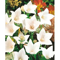 Balloon Flower Fuji White seemned - Platycodon grandiflorus - 110 seemnet