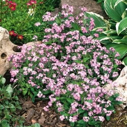 Pink Forget-Me-Not seemned - Myosotis alpestris - 460 seemet