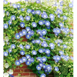 Насіння Purple Morning Glory - Ipomoea purpurea - 135 насіння