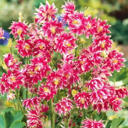 Семе Цолумбине Нора Барлов - Акуилегиа вулгарис фл.пл. - 350 семена - Aquilegia vulgaris ‘Nora Barlow'