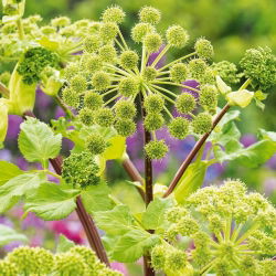 Angélica - Archangelica officinalis - Hierba antibacteriana, perfecta para infusiones - Semillas frescas