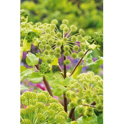 Angélica - Archangelica officinalis - Hierba antibacteriana, perfecta para infusiones - Semillas frescas