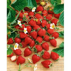 Smultron - Baron von Solemacher - Fragaria vesca - Söt bärskörd, perfekt året runt - Färska frön