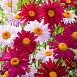 Piretro - Miscuglio - Chrysanthemum coccineum - Esplosione abbagliante di colori estivi - Semi Freschi