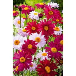 Piretro - Miscuglio - Chrysanthemum coccineum - Esplosione abbagliante di colori estivi - Semi Freschi