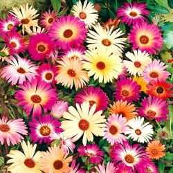 Magic Carpet Segatud seemned - Mesembryanthemum criniflorum - 1600 seemet - Doroteantus bellidiformis