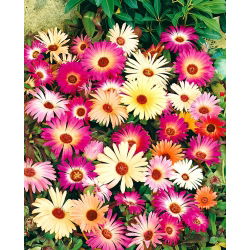 Magic Carpet Segatud seemned - Mesembryanthemum criniflorum - 1600 seemet - Doroteantus bellidiformis
