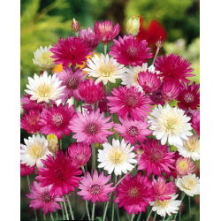 Immortelle - Mixed - Xeranthemum annuum - Long-Lasting Blooms for Dried Bouquets - Fresh Seeds