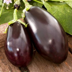 Vinete - Black Beauty - Recoltă de culoare violet intens, potrivită pentru grătar - Semințe proaspete