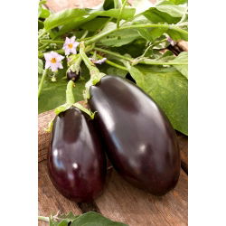 Vinete - Black Beauty - Recoltă de culoare violet intens, potrivită pentru grătar - Semințe proaspete
