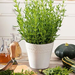 Hisopo - planta melífera - 1 kg - 