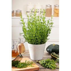 Hisopo - Plantas Melíferas - Hyssopus officinalis - 100 g - Usos medicinales, planta melífera ideal - Semillas frescas