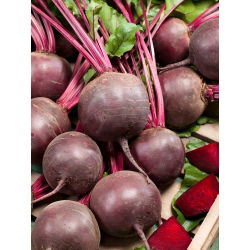 Pancar "Kırmızı Top" - 100 gr - 5000 tohum - Beta vulgaris L. - tohumlar