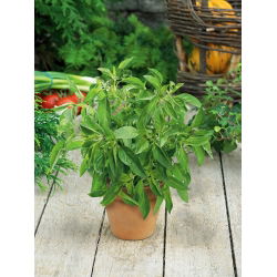 Hạt chanh Basil - Ocimum basilicum citriodora - 325 hạt - Ocimum citriodorum