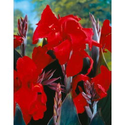 Canna - Black Knight
