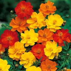 Семена от Cosmos Dwarf Sulfur Mix - Cosmos sulphureus - 140 семена