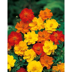 Семена от Cosmos Dwarf Sulfur Mix - Cosmos sulphureus - 140 семена