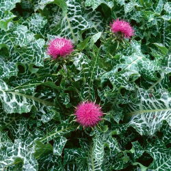 Cardo mariano - Silybum marianum - Hermosa y beneficiosa, imprescindible en el jardín - Semillas frescas
