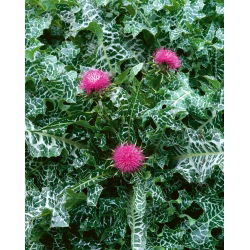 Cardo mariano - Silybum marianum - Hermosa y beneficiosa, imprescindible en el jardín - Semillas frescas