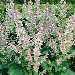 Salvia romana - Salvia sclarea - Belleza impresionante con hojas aromáticas - Semillas frescas