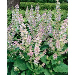 Salvia romana - Salvia sclarea - Belleza impresionante con hojas aromáticas - Semillas frescas