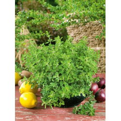 Greek oregano - Origanum vulgare ssp. hirtum - Intense Flavour, Ideal Herb for Dishes! - Fresh Seeds