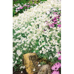 Suvel seemned - Cerastium biebersteinii - 250 seemnet