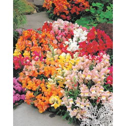 Felles snapdragon - lavt voksende utvalg - 3700 frø - Antirrhinum majus nanum
